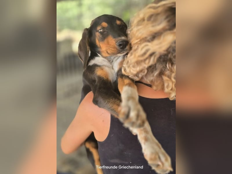 Timmi – neugieriger Entdecker sucht sein Zuhause