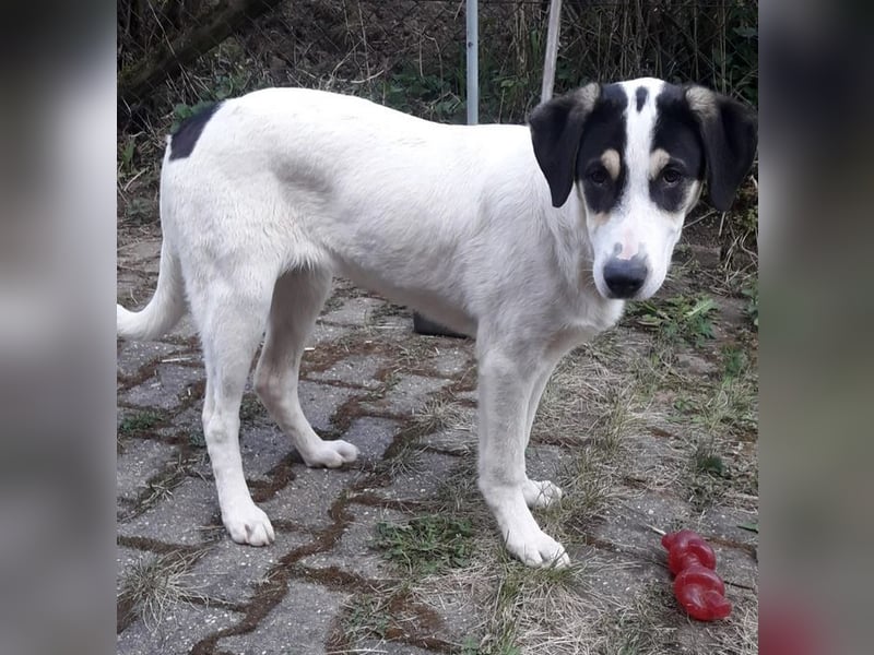 Frodo, bereits auf PS in DE, ist ein echter Hingucker und sucht ein wundervolles Zuhause!