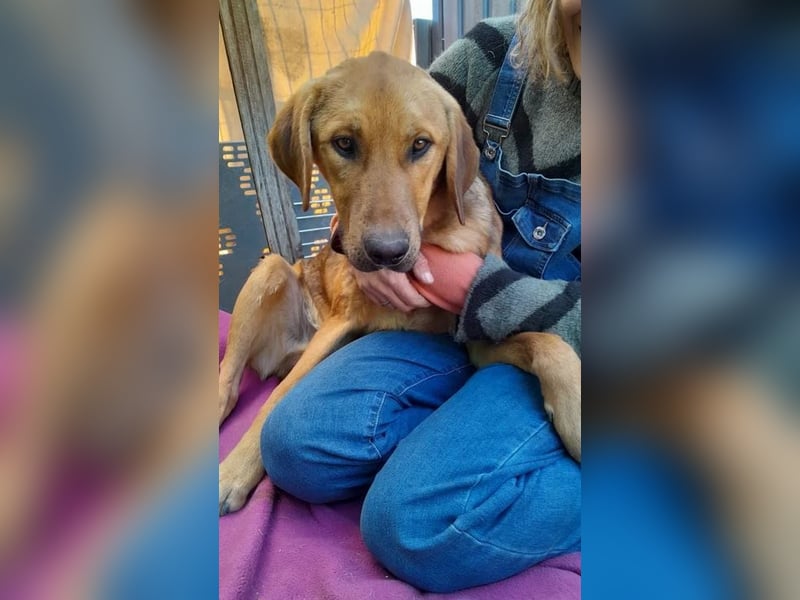 Terry ist aufgeschlossen und neugierig, auf der Suche nach einer tollen Familie!