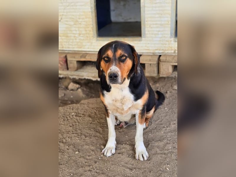 Tamino möchte gefallen und sucht ein wundervolles Zuhause!