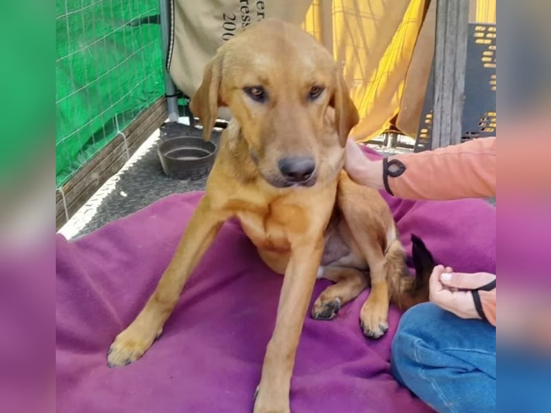 Terry ist aufgeschlossen und neugierig, auf der Suche nach einer tollen Familie!