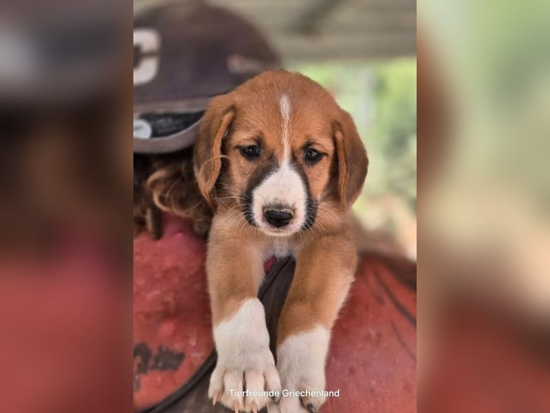  Hennes – sanftes Hundekind möchte ankommen