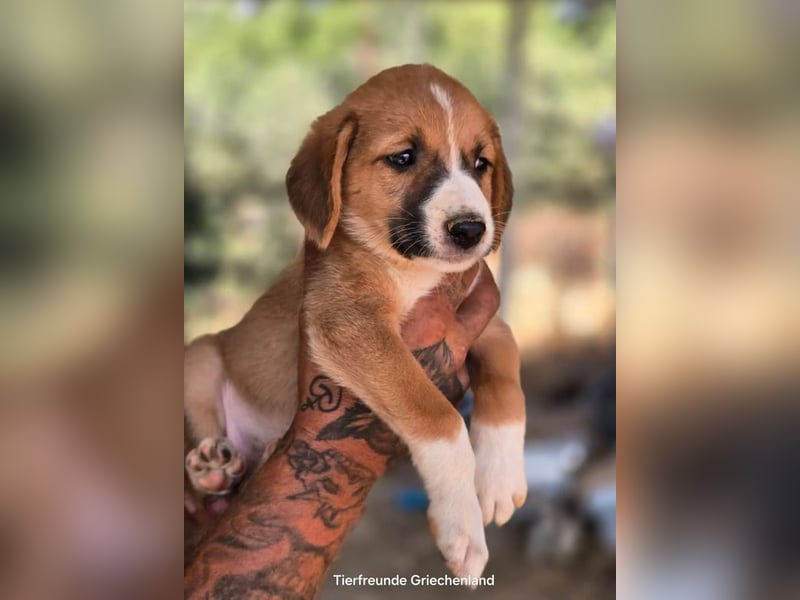  Hennes – sanftes Hundekind möchte ankommen