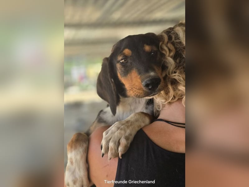 Timmi – neugieriger Entdecker sucht sein Zuhause