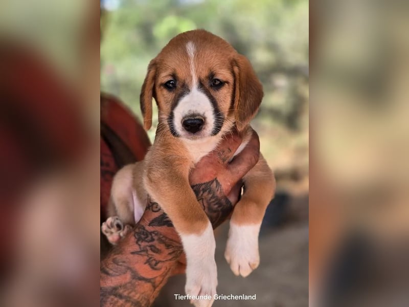  Hennes – sanftes Hundekind möchte ankommen