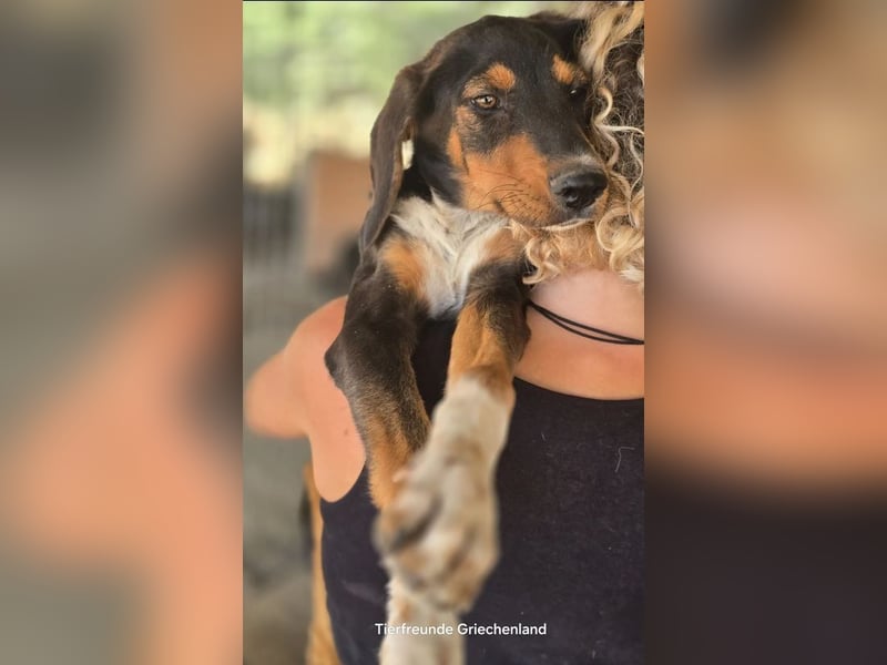 Timmi – neugieriger Entdecker sucht sein Zuhause
