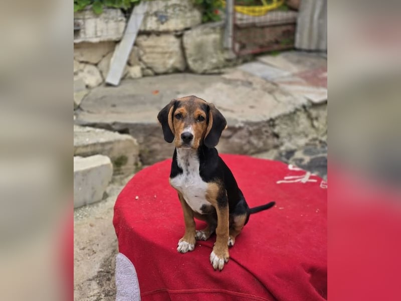 Filou sucht wundervolles Zuhause für immer!