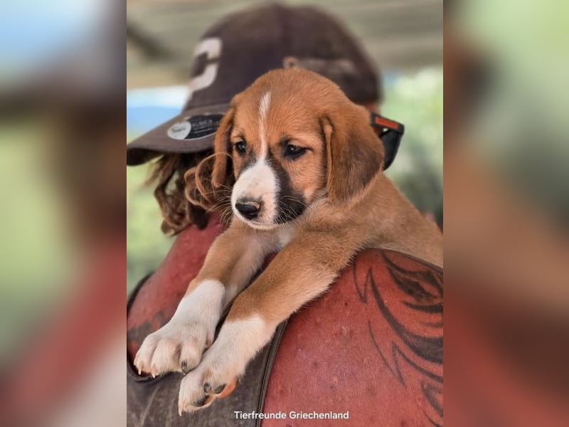  Hennes – sanftes Hundekind möchte ankommen