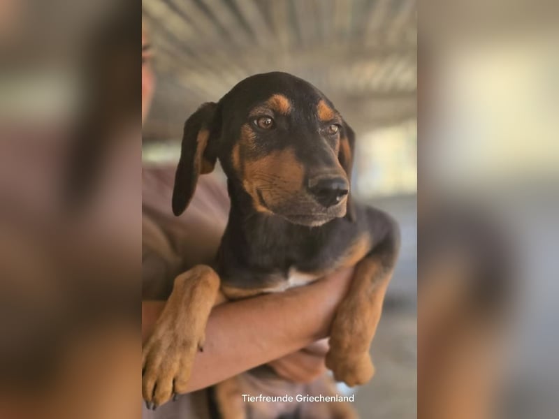 Max – junger Jagdhund-Mix mit großem Potenzial 