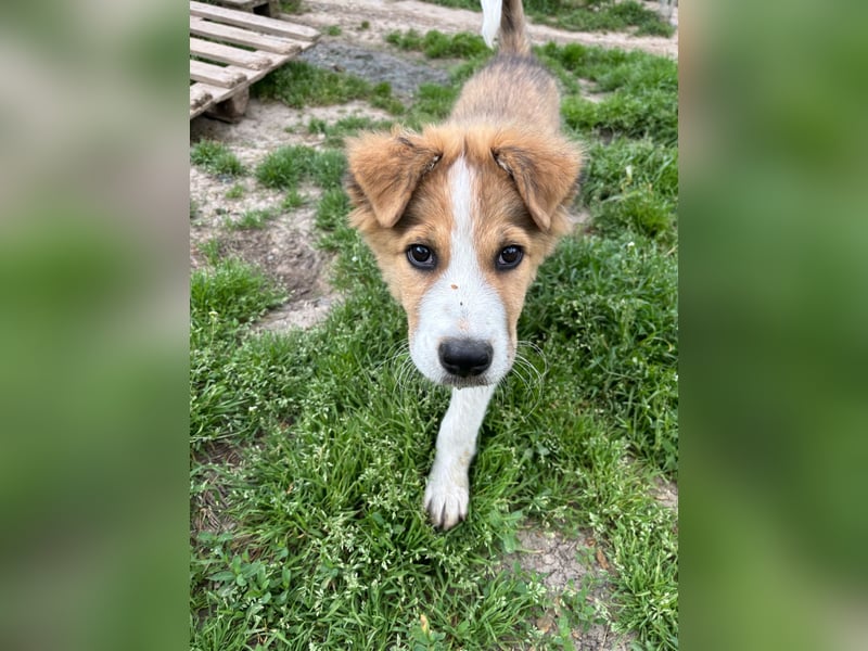 Toller Toronto sucht seine Menschen