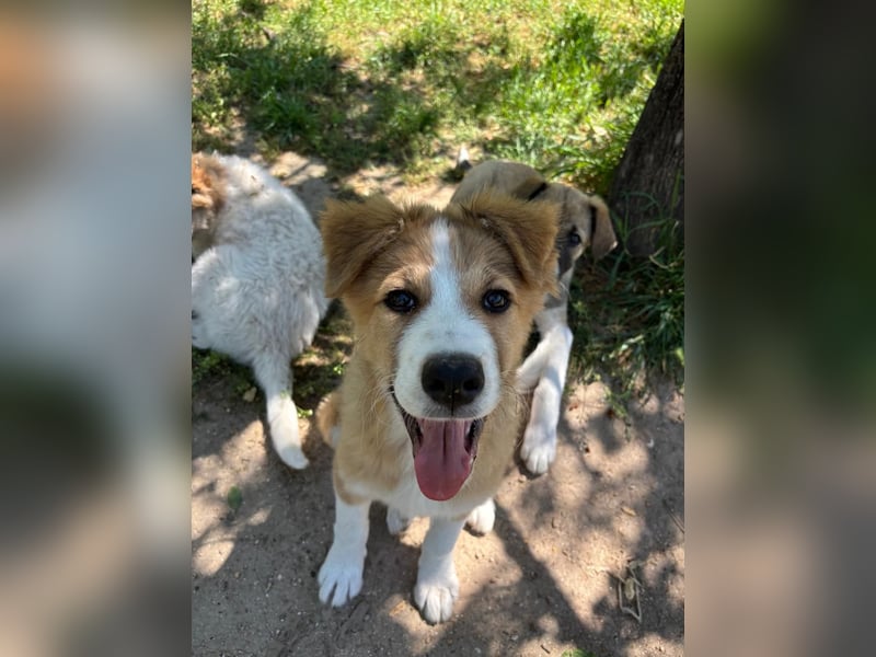 Toller Toronto sucht seine Menschen