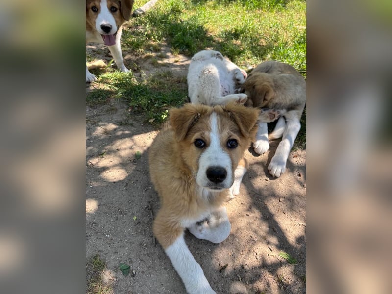 Toller Toronto sucht seine Menschen