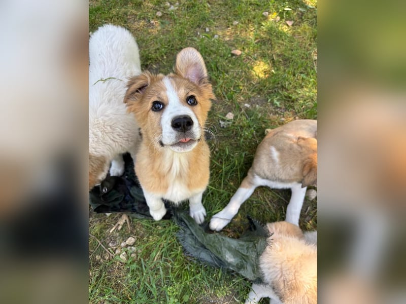 Toller Toronto sucht seine Menschen