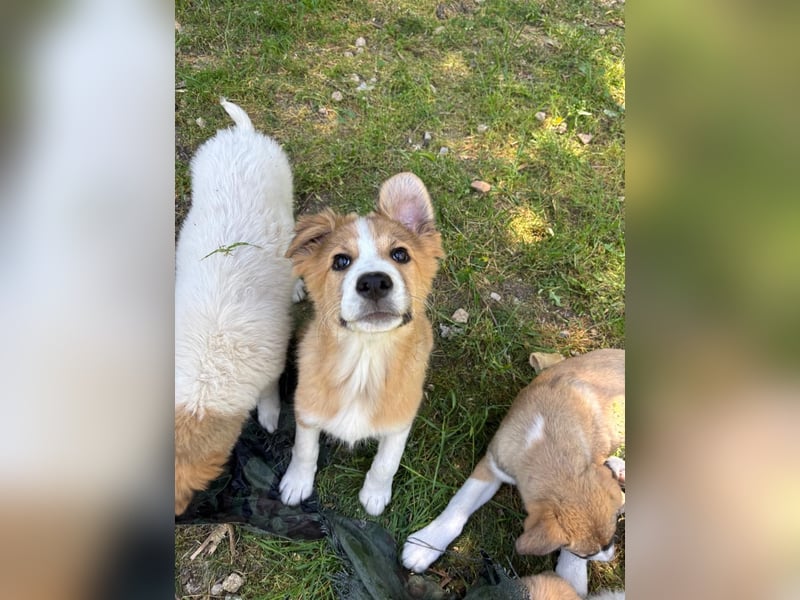 Toller Toronto sucht seine Menschen