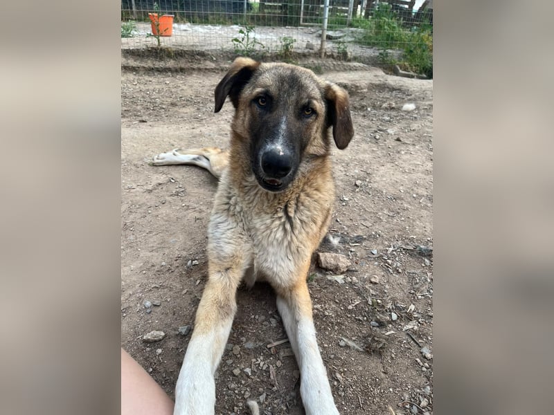 Hoffnungsvoller Phoenix  sucht dich!
