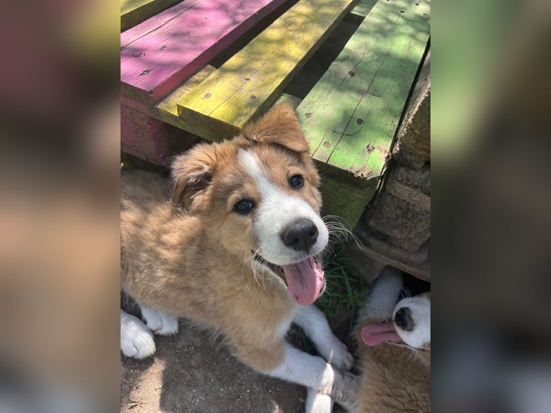 Toller Toronto sucht seine Menschen