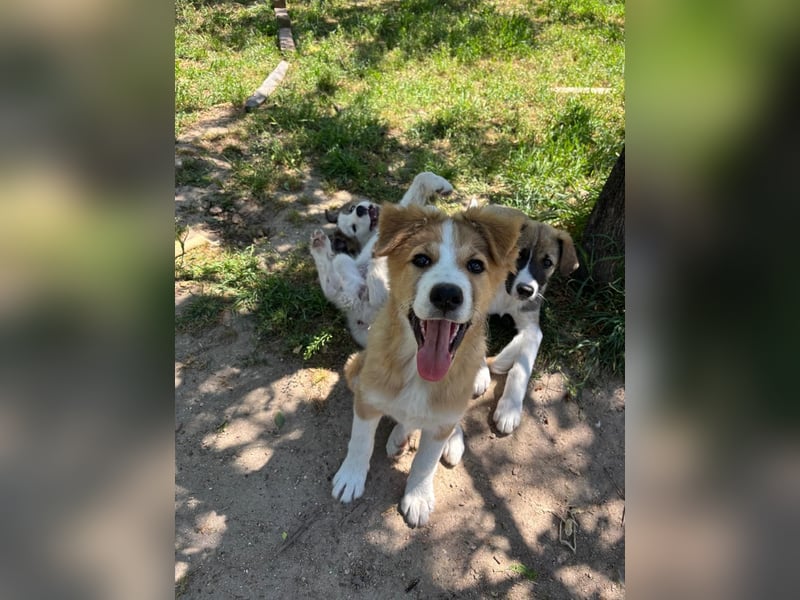 Toller Toronto sucht seine Menschen