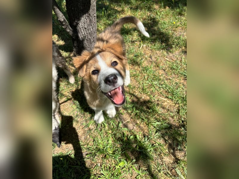 Toller Toronto sucht seine Menschen