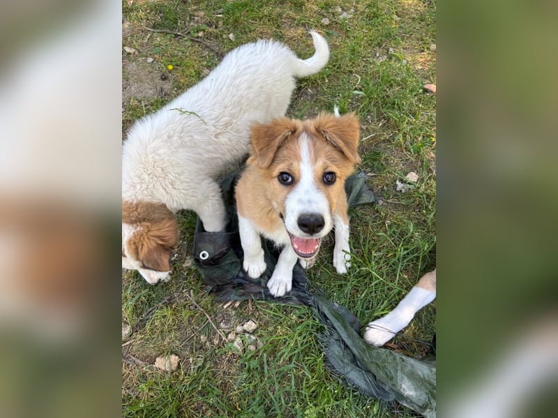 Toller Toronto sucht seine Menschen