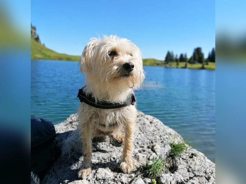 Chicco - der selbstbewusste