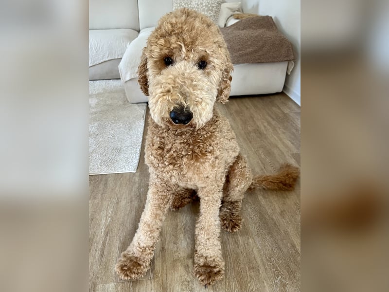 Wundervoller Goldendoodle Standard  Rüde