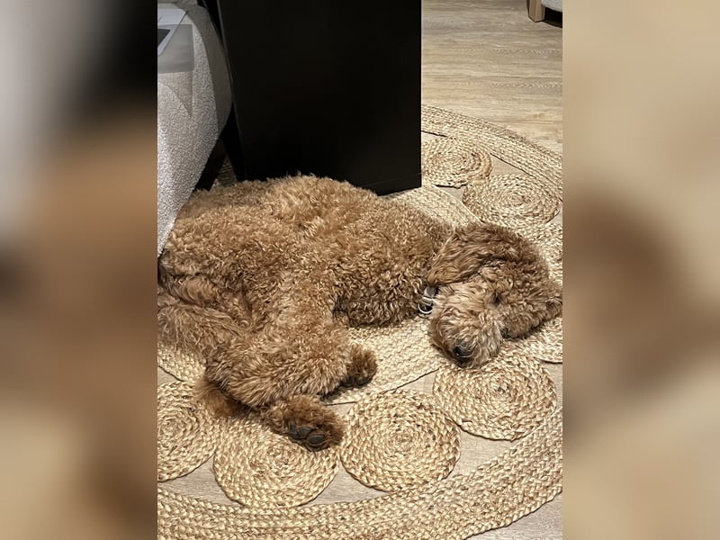 Wundervoller Goldendoodle Standard  Rüde