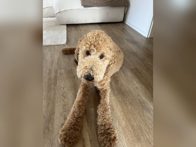 Wundervoller Goldendoodle Standard  Rüde