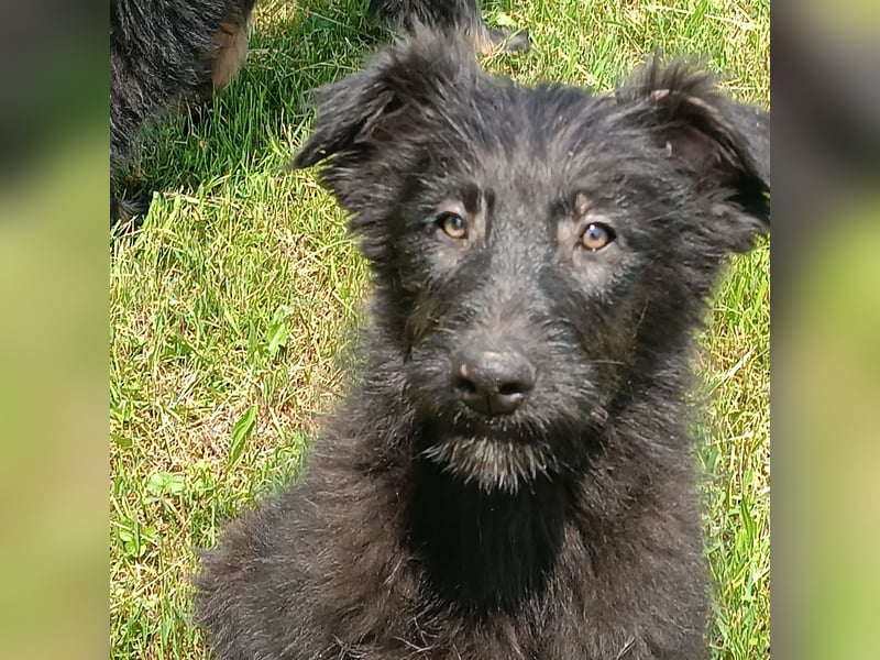Hütehundwelpen