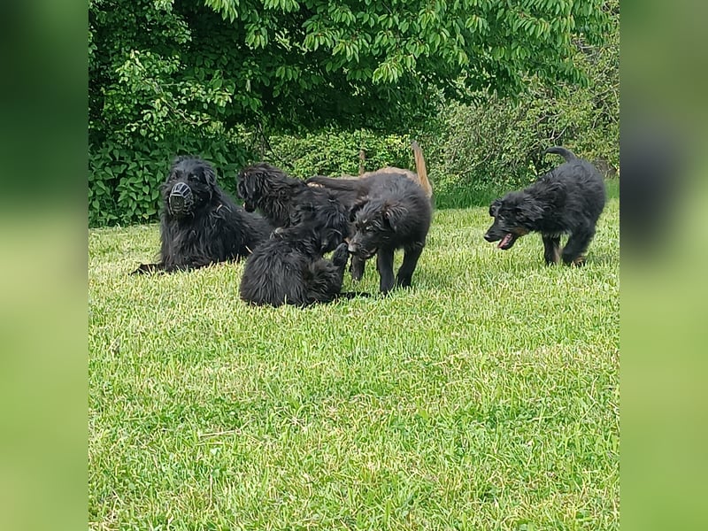 Hütehundwelpen