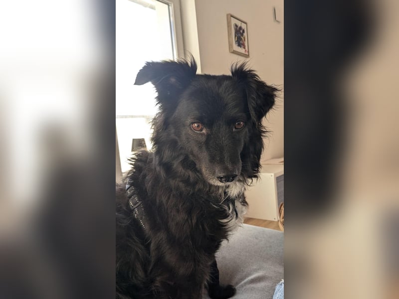 Henry - ein treuer Freund