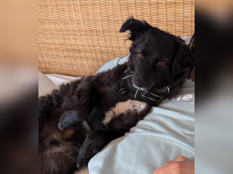 Henry - ein treuer Freund