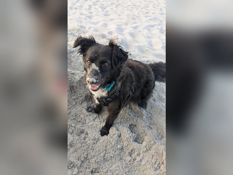 Henry - ein treuer Freund