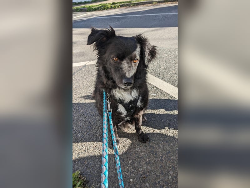 Henry - ein treuer Freund