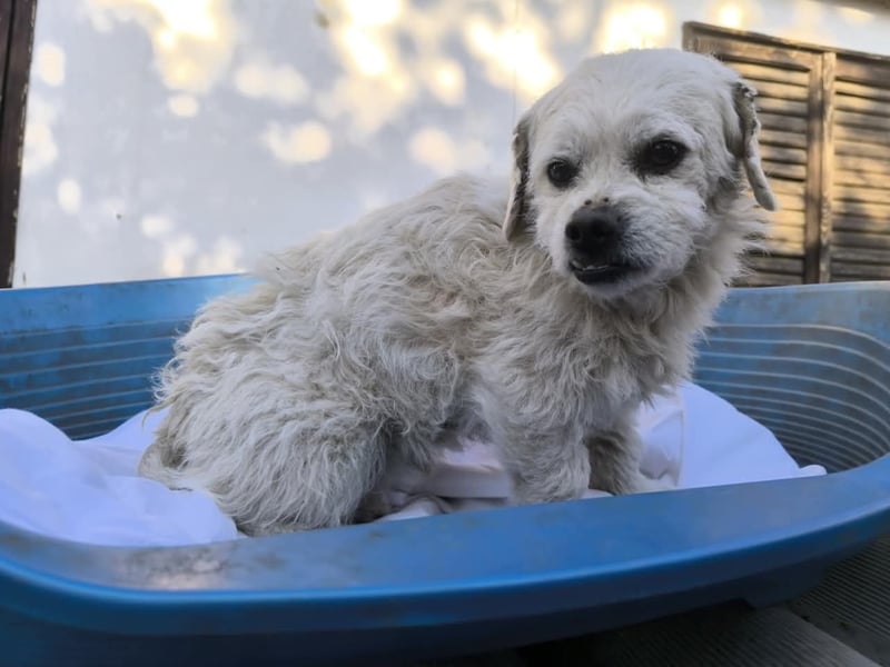 Idefix, Peki - Bolonka Mix, Rüde, geb. 16.12.2023, sucht sein Körbchen