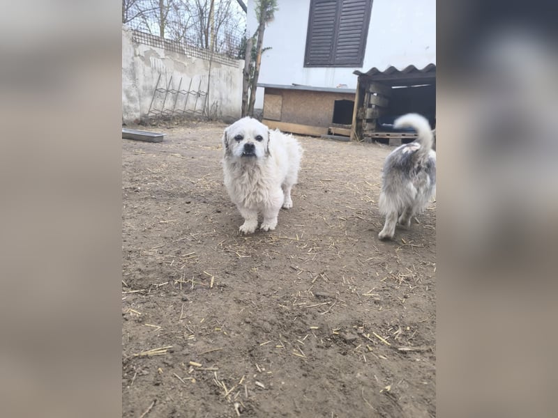 Idefix, Peki - Bolonka Mix, Rüde, geb. 16.12.2023, sucht sein Körbchen