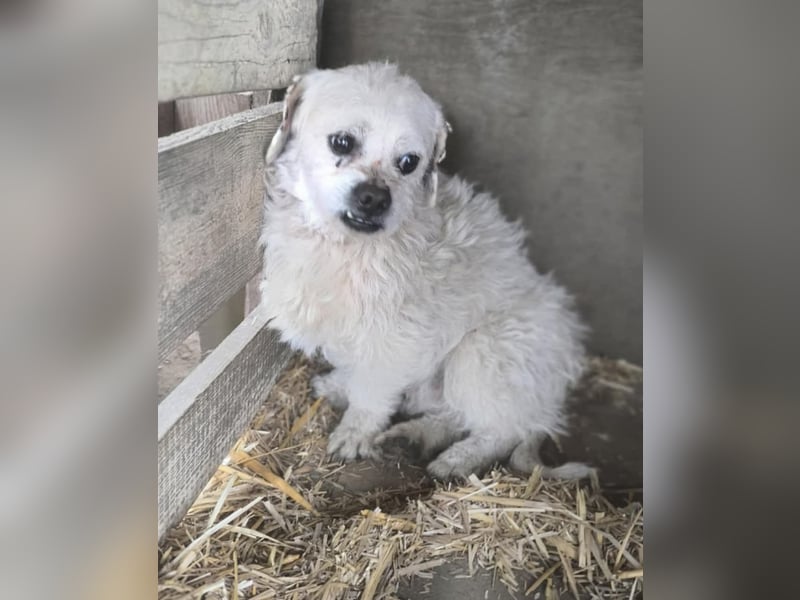 Idefix, Peki - Bolonka Mix, Rüde, geb. 16.12.2023, sucht sein Körbchen