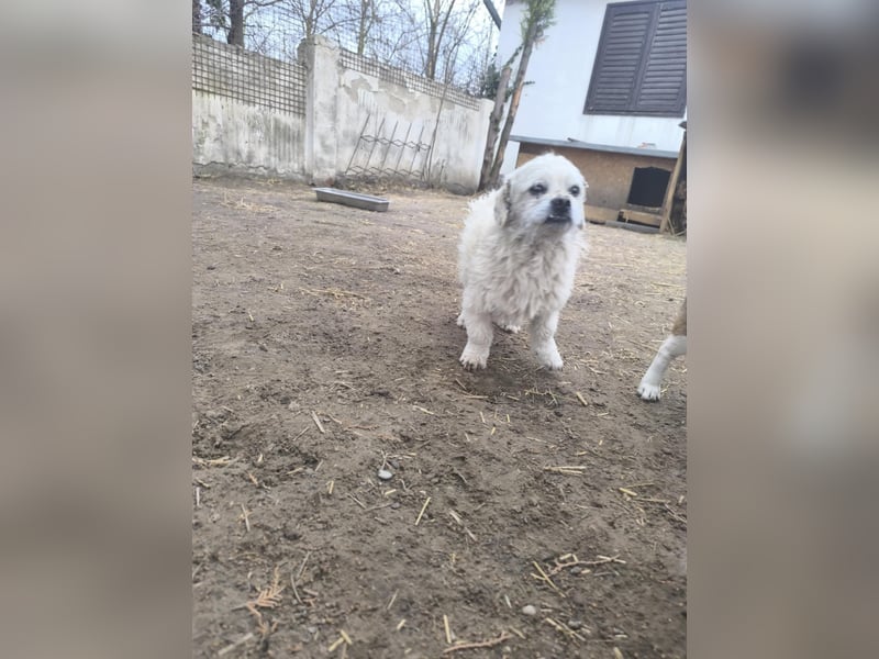Idefix, Peki - Bolonka Mix, Rüde, geb. 16.12.2023, sucht sein Körbchen
