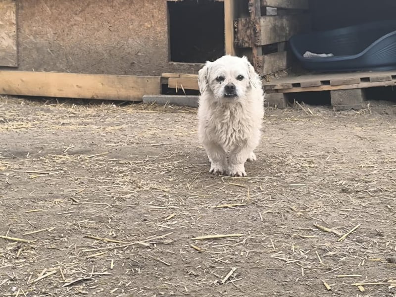 Idefix, Peki - Bolonka Mix, Rüde, geb. 16.12.2023, sucht sein Körbchen