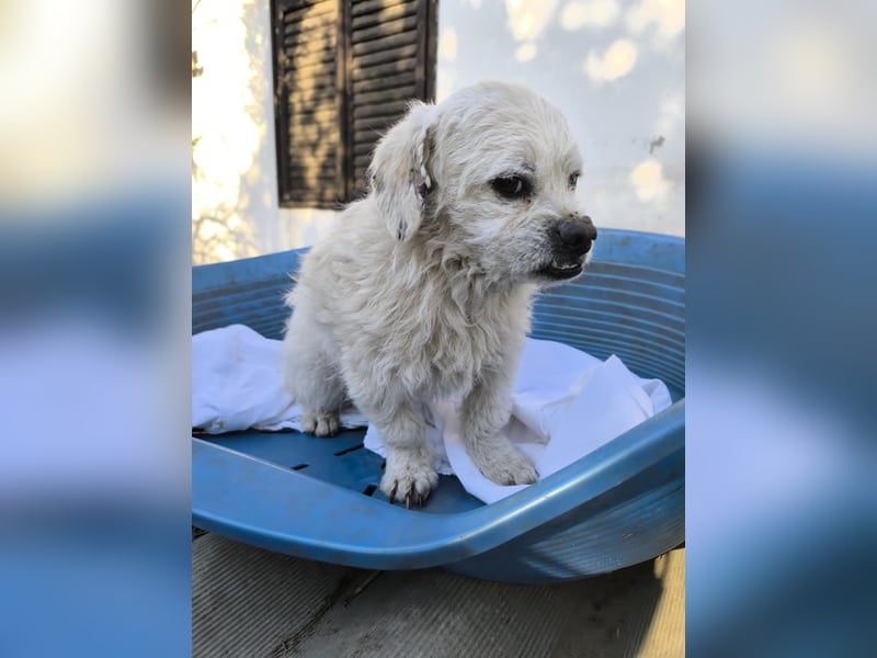 Idefix, Peki - Bolonka Mix, Rüde, geb. 16.12.2023, sucht sein Körbchen