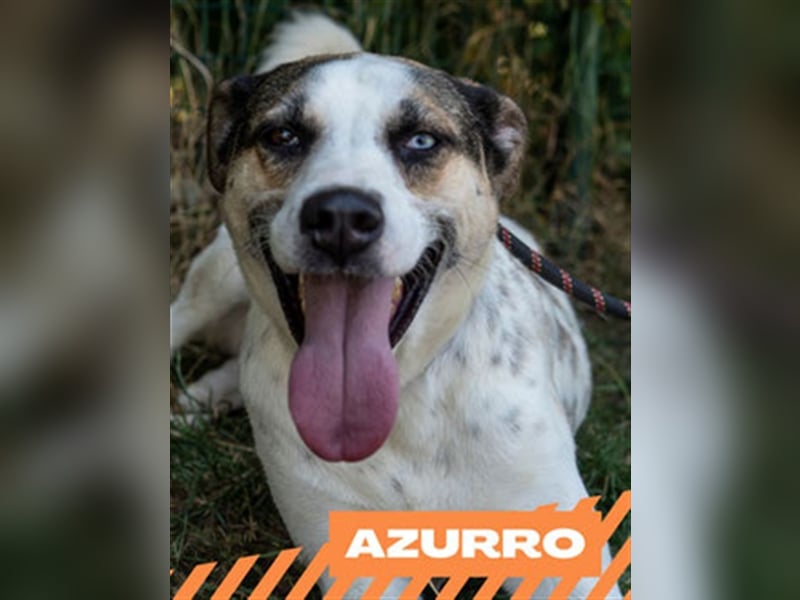 Azurro