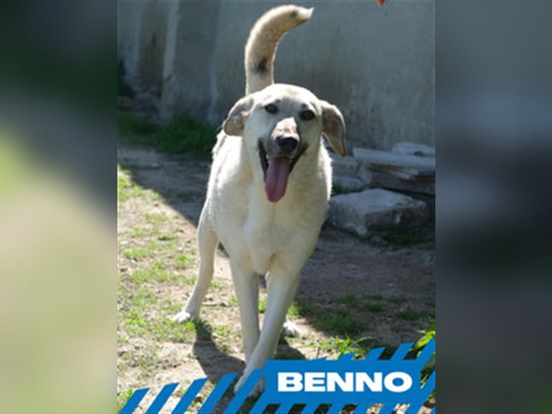 Benno
