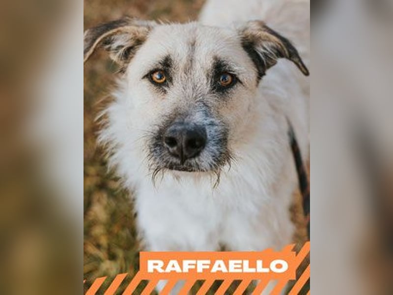 Raffaello