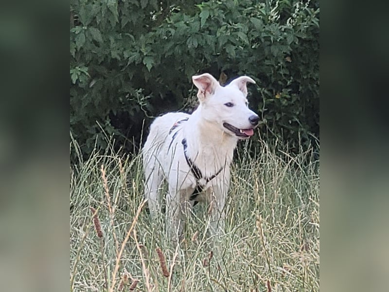 Yuki
