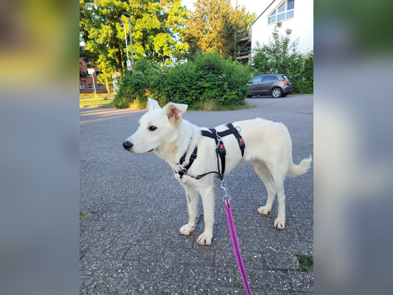 Yuki