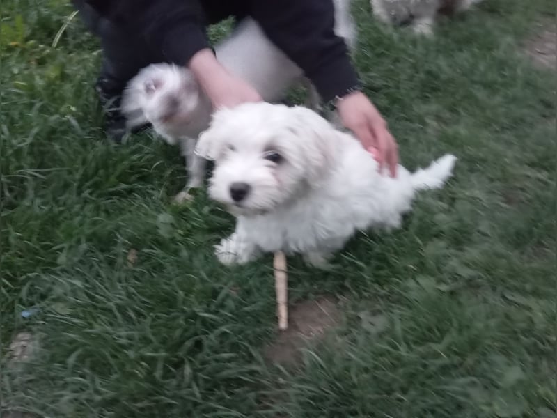 Bichon