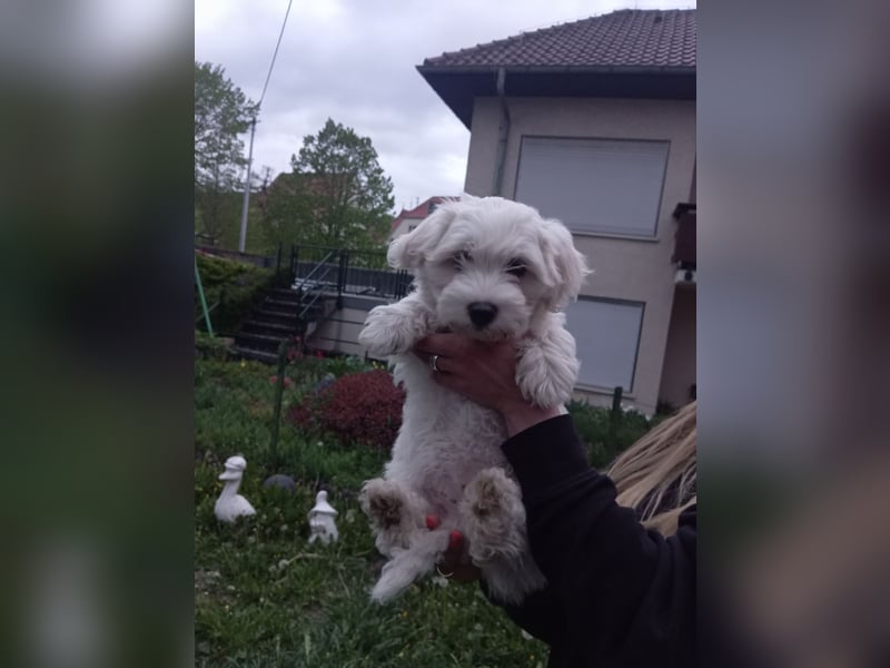 Bichon