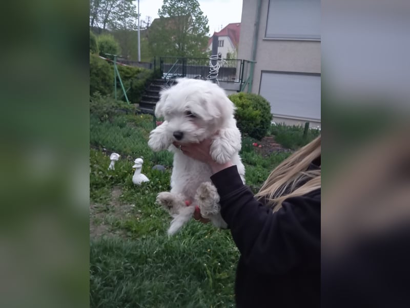 Bichon