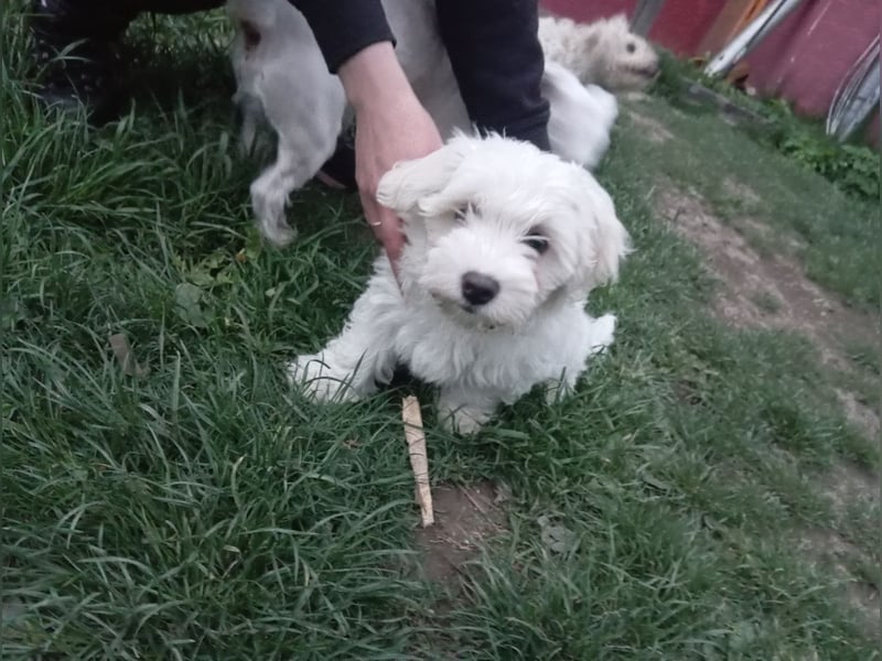 Bichon