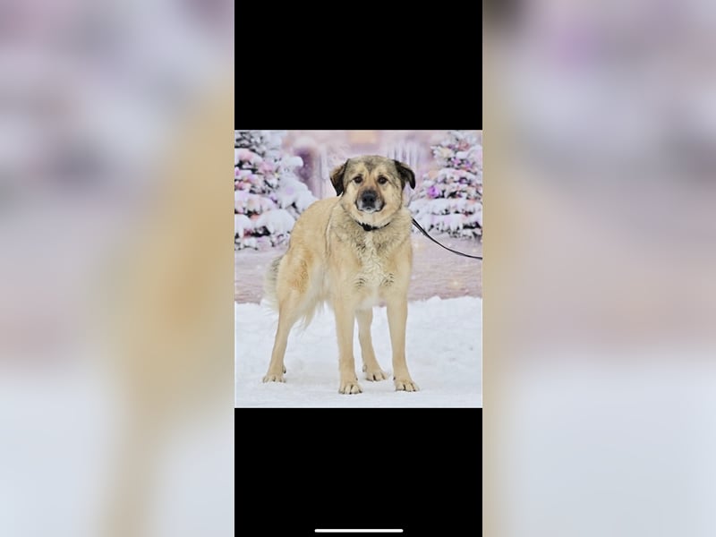 Leo sucht ein neues Zuhause ( 1 Jahr )