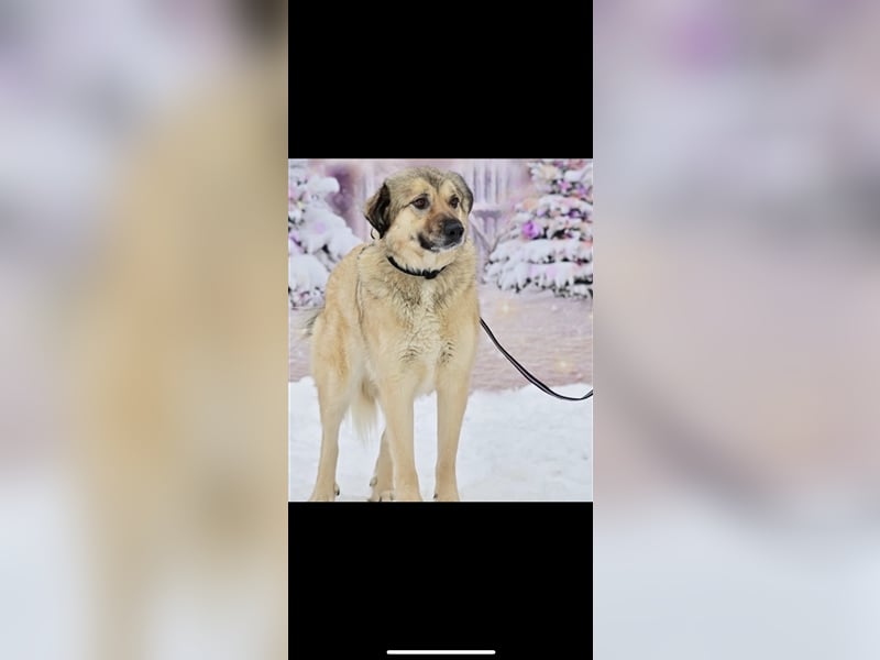 Leo sucht ein neues Zuhause ( 1 Jahr )